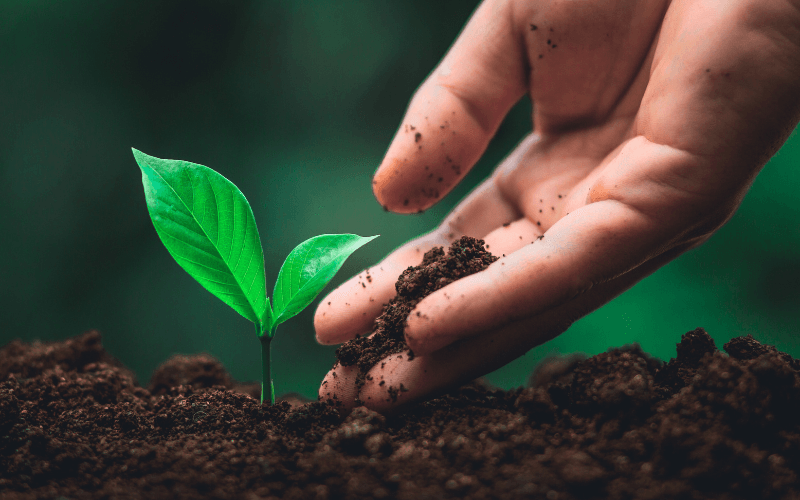A close-up of a hand gently adding soil around a young green sapling, symbolizing planting trees in Islam